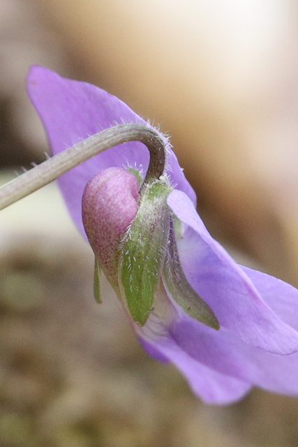 Viola sororia - sepals