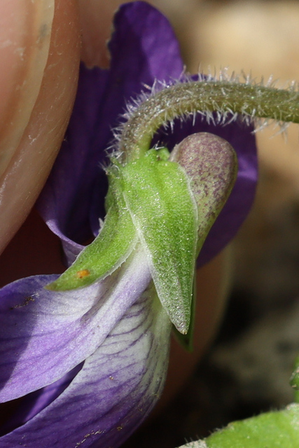 Viola sororia - sepals