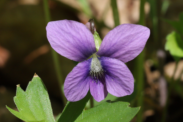 Viola stoneana