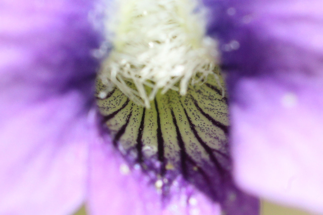 Viola stoneana