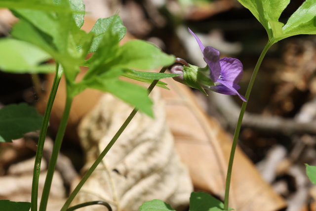 Viola stoneana