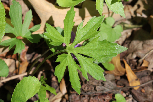 Viola stoneana - leaves