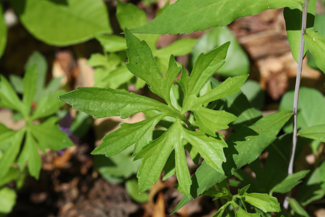 Viola stoneana - leaves