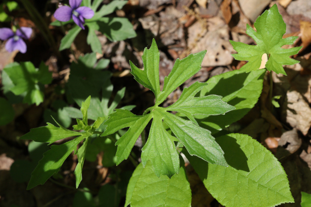 Viola stoneana - leaves