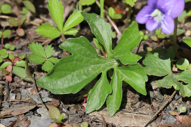 Viola stoneana - leaves