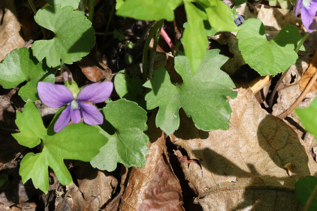 Viola stoneana - leaves