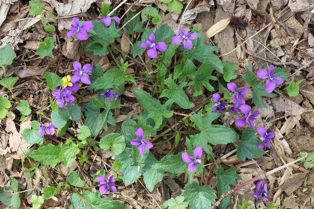 Viola stoneana - plant