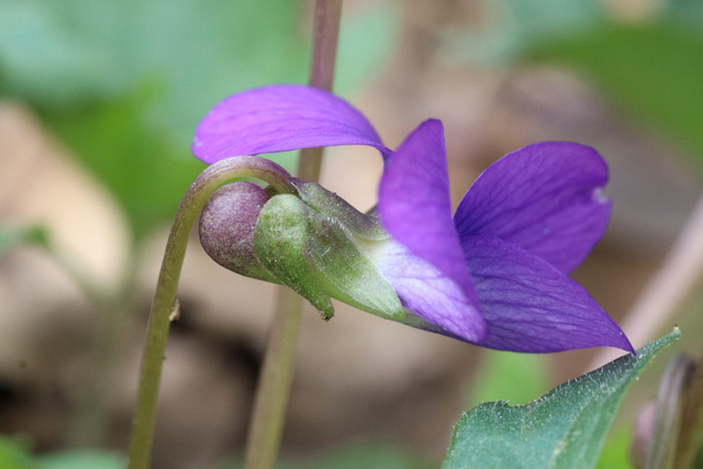 Viola stoneana - sepals