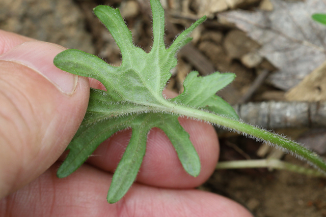 Viola subsinuata - leaf underside