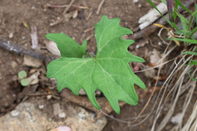 Viola subsinuata - leaves