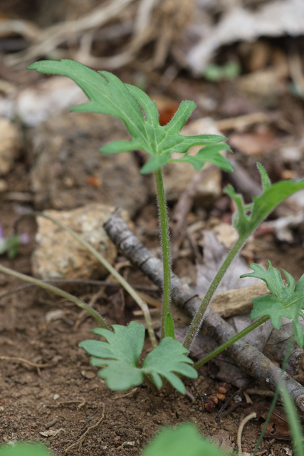 Viola subsinuata - leaves