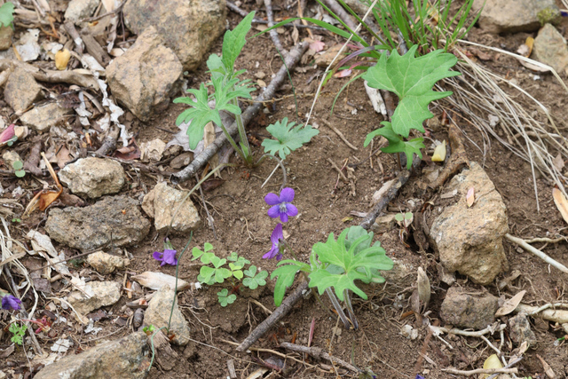 Viola subsinuata - plant