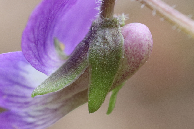 Viola subsinuata - sepals