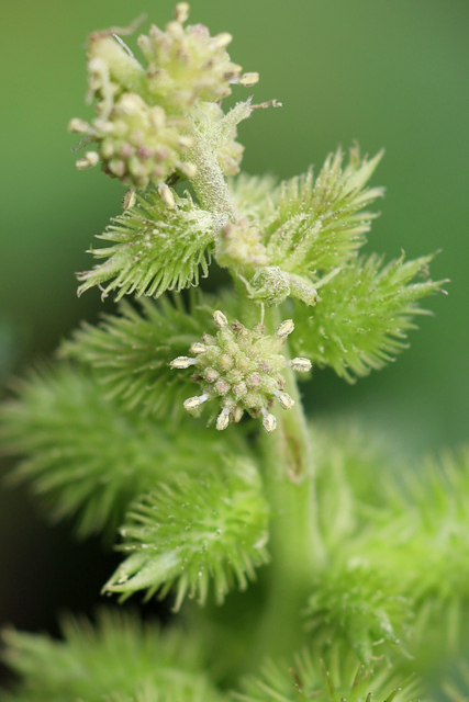 Xanthium strumarium