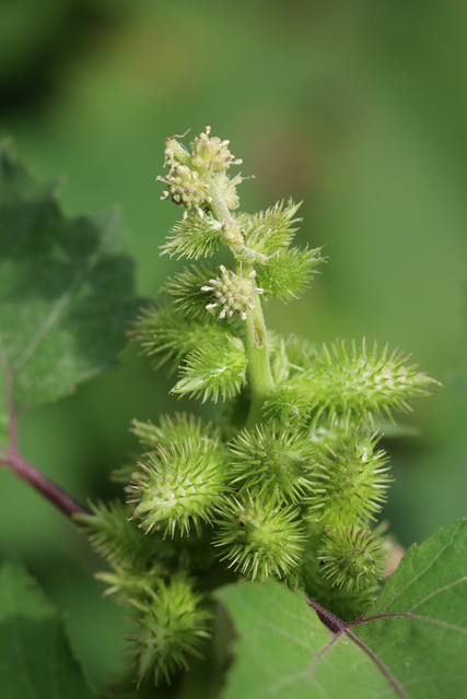 Xanthium strumarium