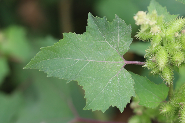 Xanthium strumarium - leaves