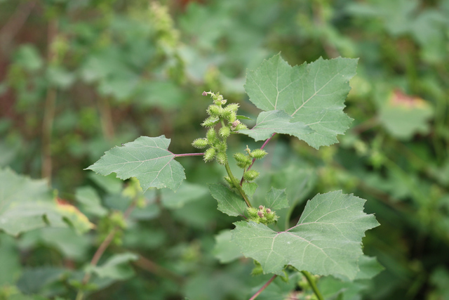 Xanthium strumarium - plant