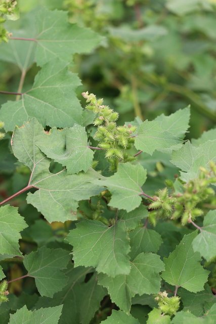 Xanthium strumarium - plant