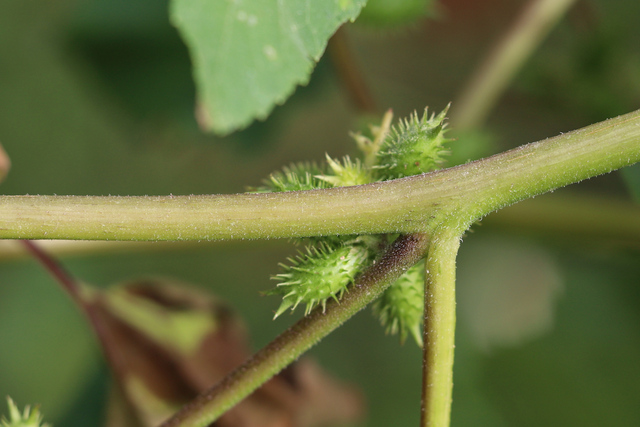 Xanthium strumarium - stem