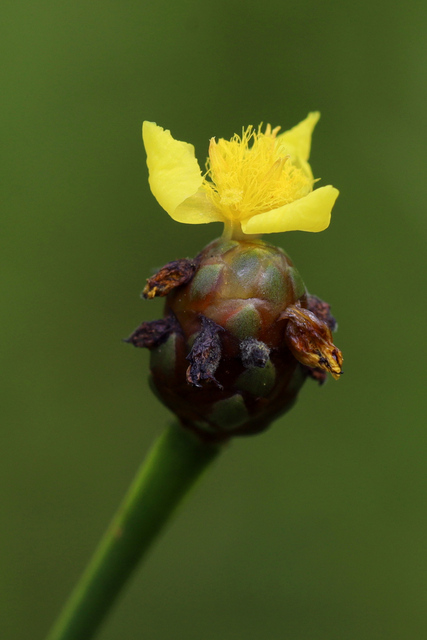 Xyris difformis