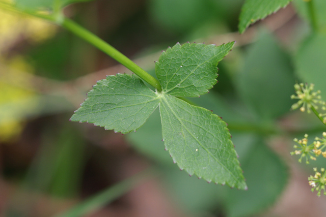 Zizia aptera - leaves