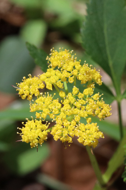 Zizia aurea