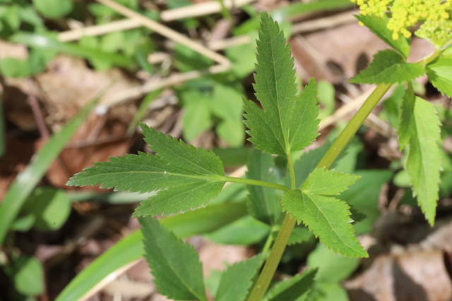 Zizia aurea - leaves