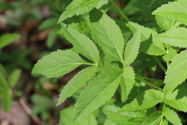 Zizia aurea - leaves