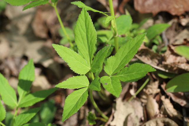 Zizia aurea - leaves