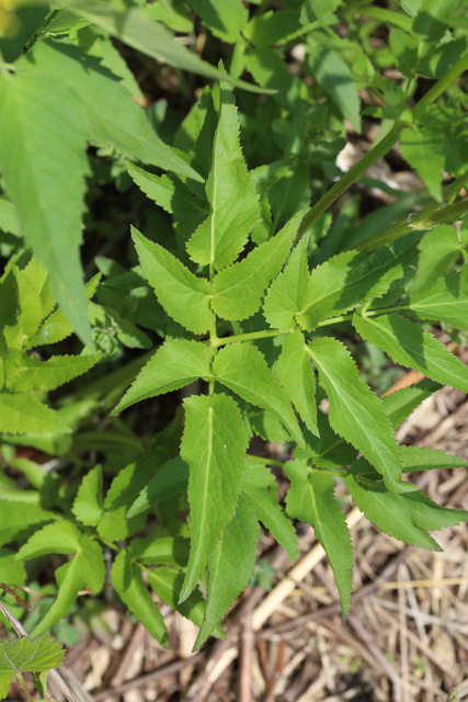 Zizia aurea - leaves